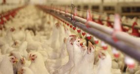 سیستم گرمایش تابشی مرغداری
