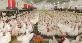 عملکرد هیتر تابشی در مرغداری