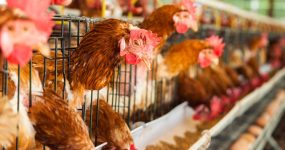بهترین سیستم های گرمایشی در مرغداری ها